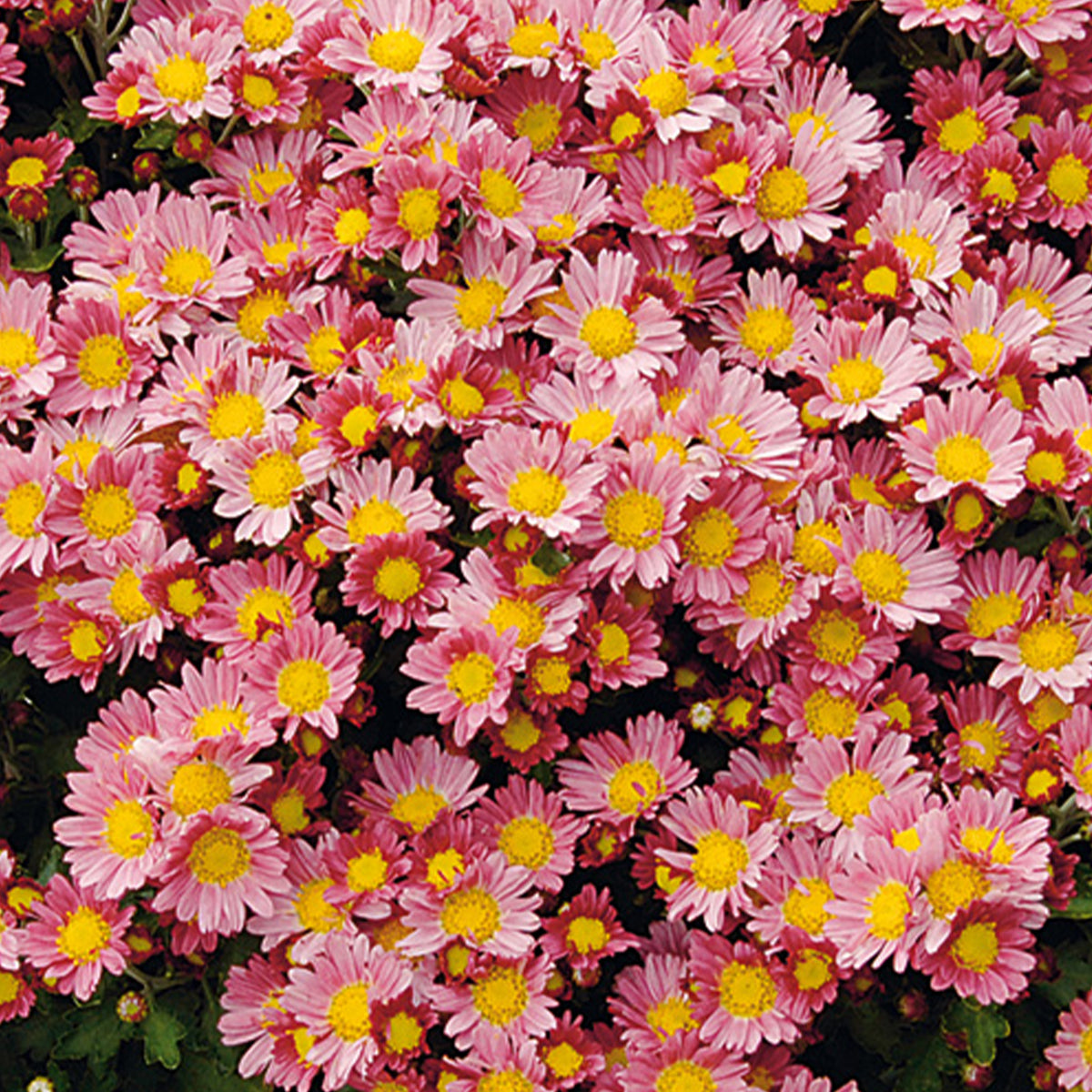 Chrysanthème du Pacifique Bengo Rosa - Willemse