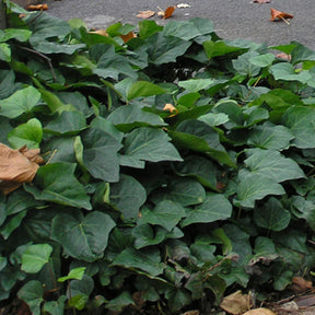 Lierre Algerian Bellecour - Hedera algeriensis Algerian Bellecour - Willemse