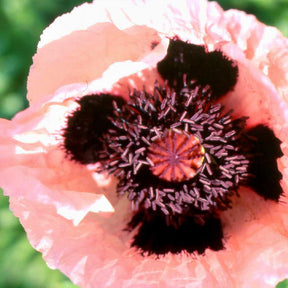 Pavot d'Orient Princess Victoria Louise - Papaver orientale Princess Victoria Louise - Willemse