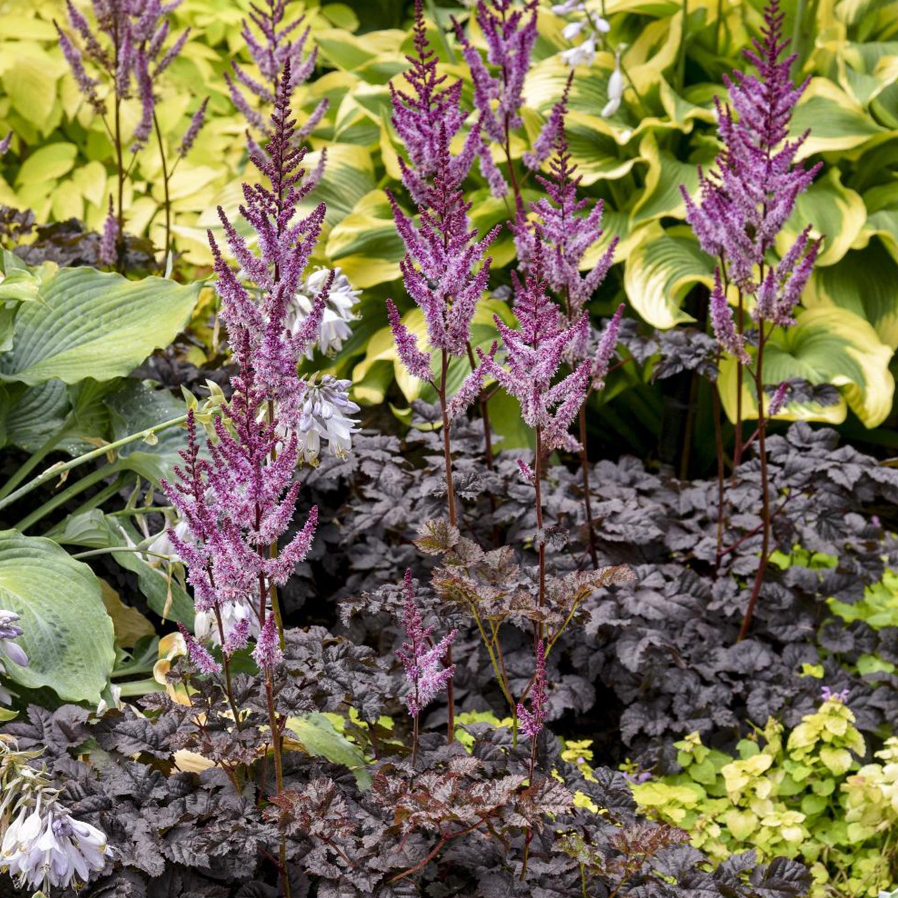 Astilbe Darkside Of The Moon® - Willemse