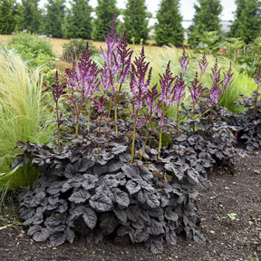 Astilbe chinensis Dark Side of the Moon ® - Astilbe Darkside Of The Moon® - Astilbe