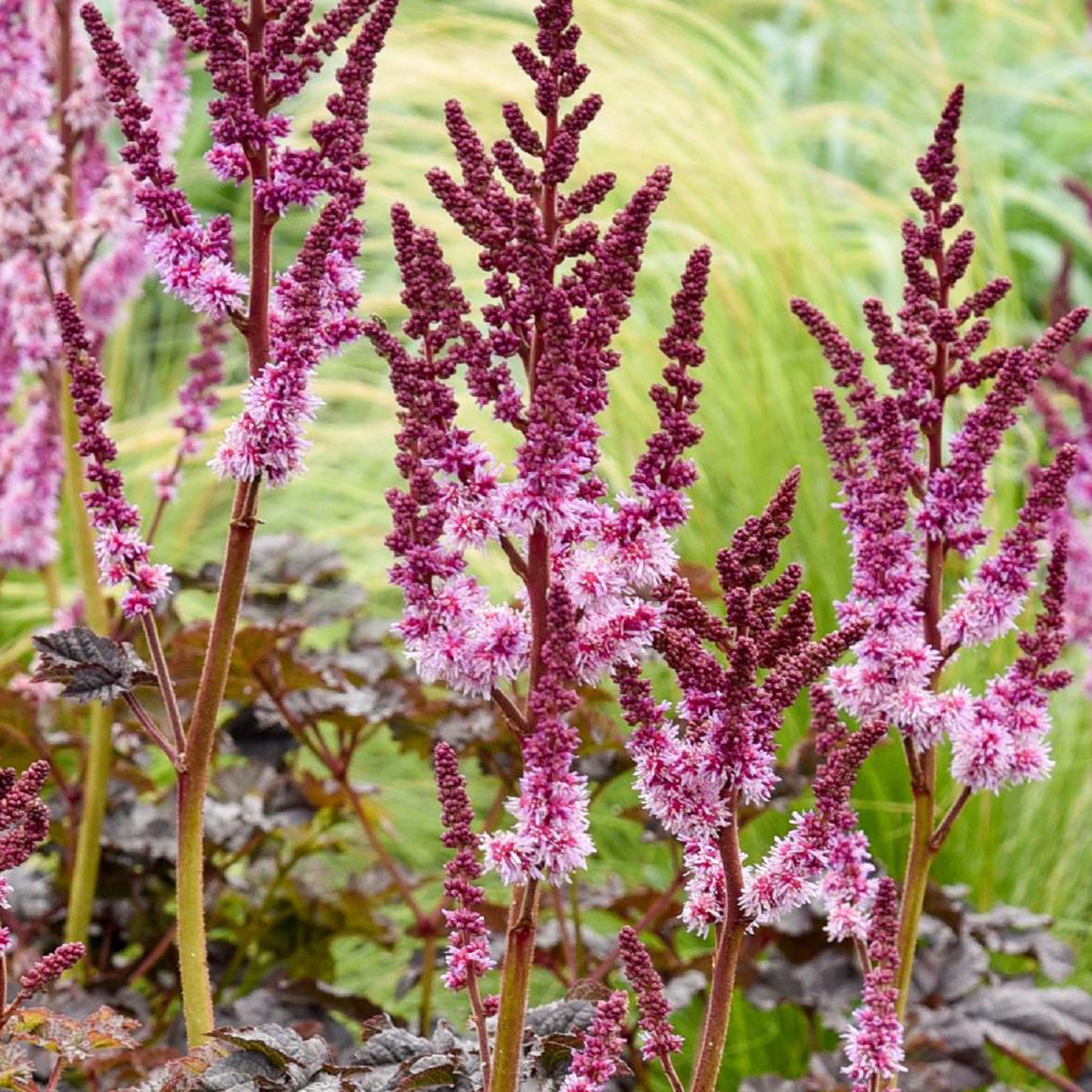 Astilbe Darkside Of The Moon® - Astilbe chinensis Dark Side of the Moon ® - Willemse