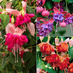 6 Fuchsias en mélange - Willemse