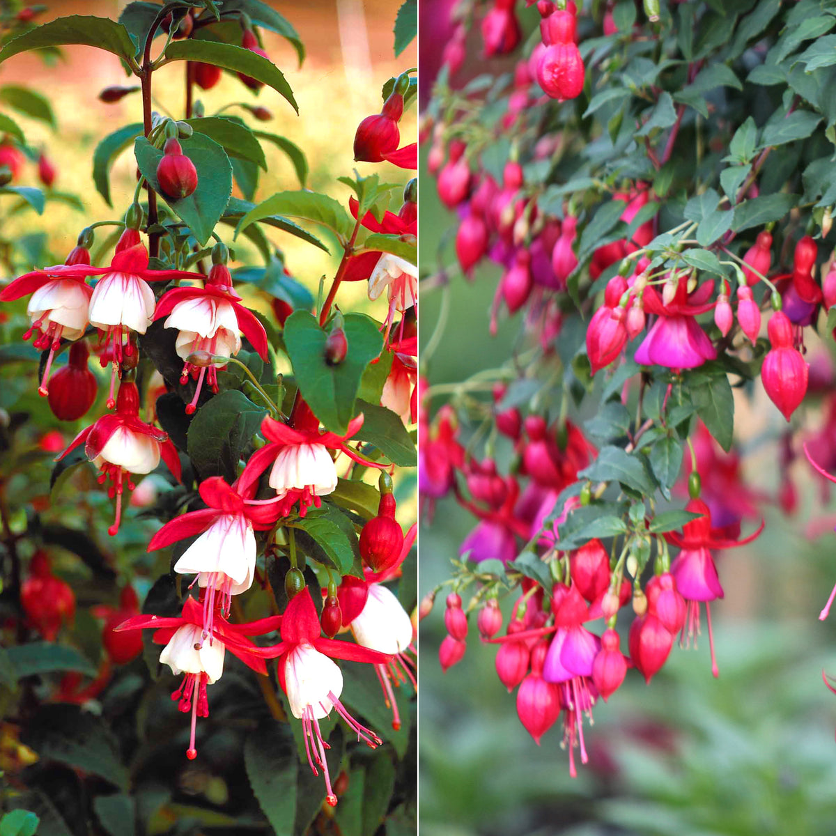 6 Fuchsias rustiques en mélange - Willemse