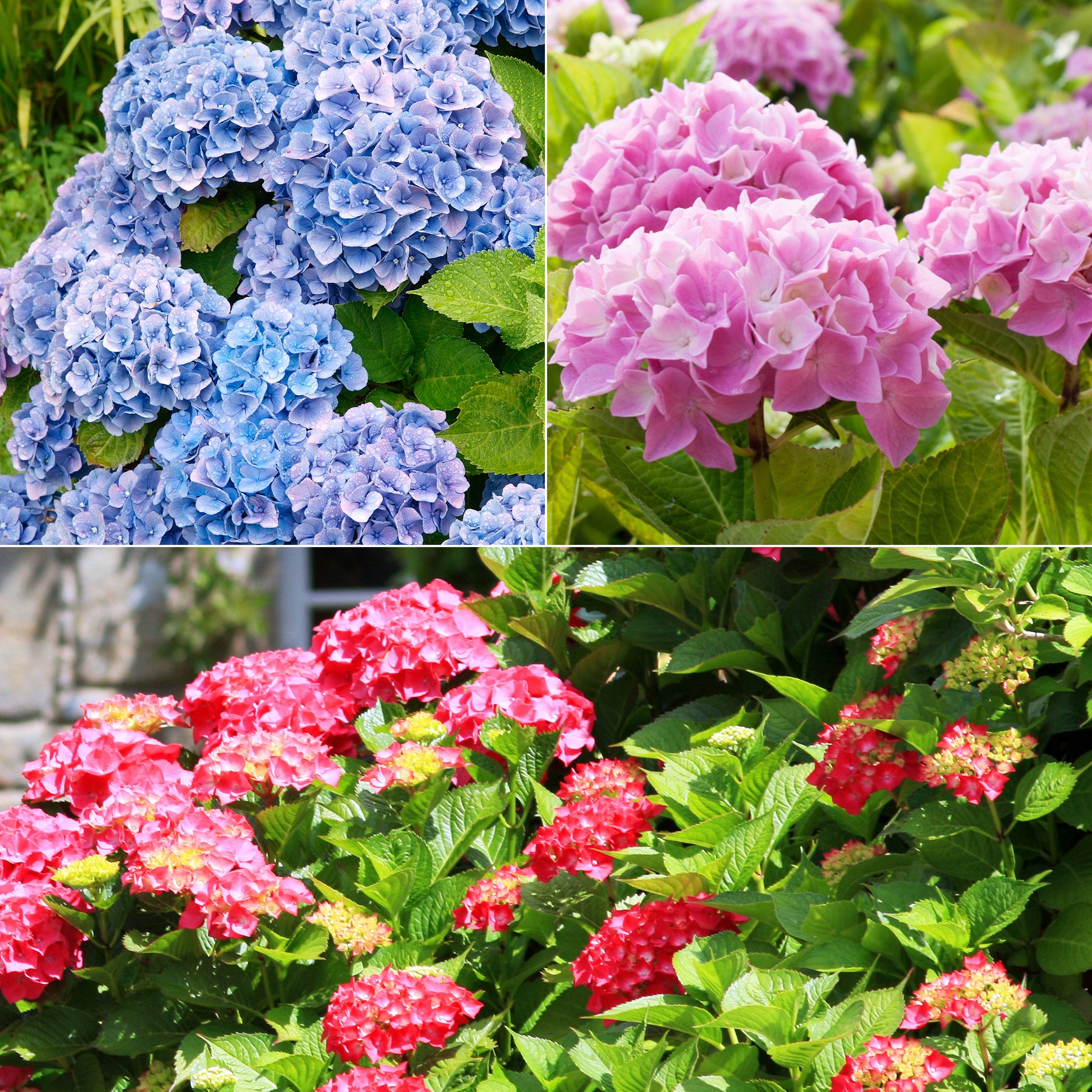 Collection de 3 Hortensias : rouge, bleu, rose - Willemse