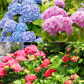 Collection de 3 Hortensias : rouge, bleu, rose - Willemse