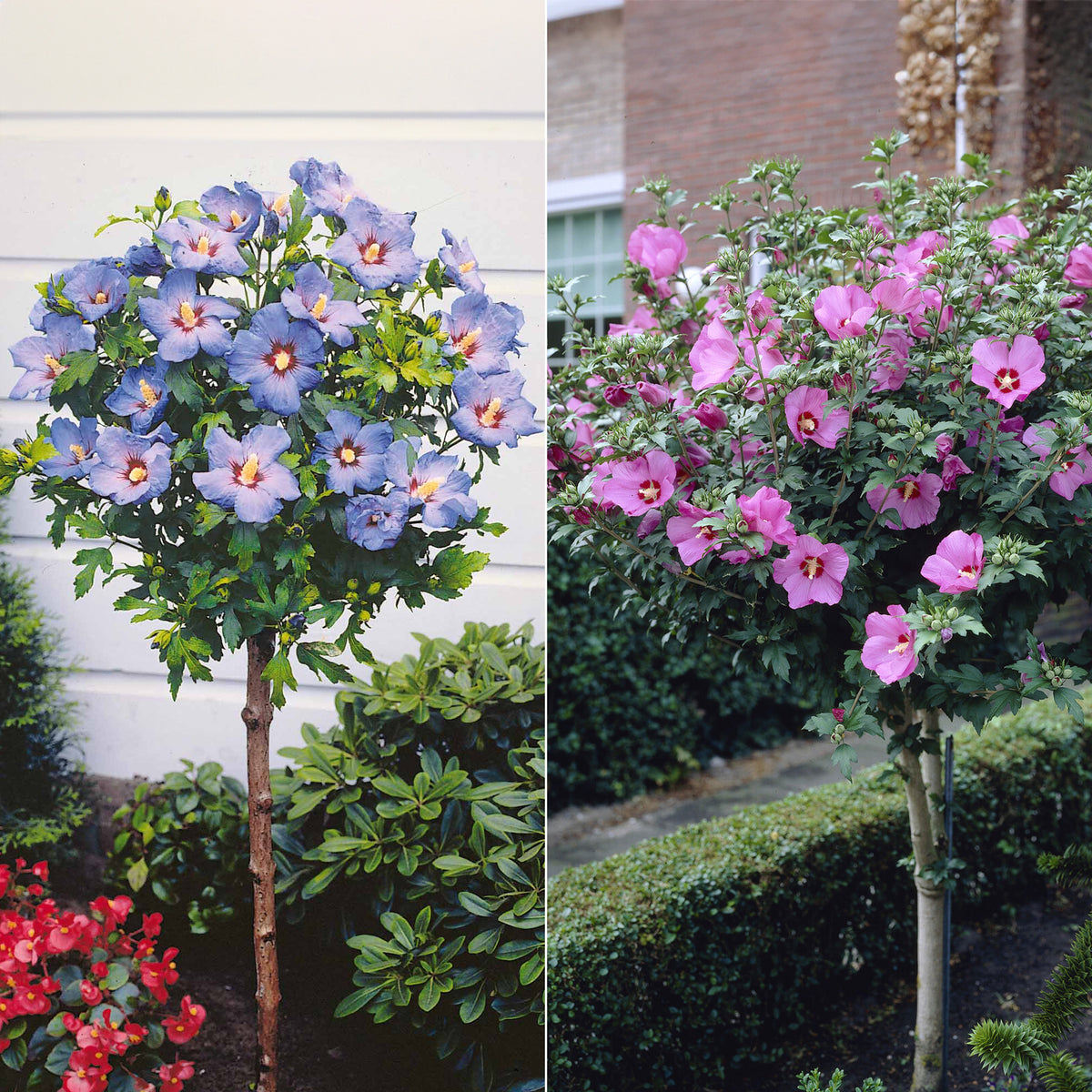 Collection de 2 Hibiscus de jardin sur tige - Hibiscus syriacus - Arbustes