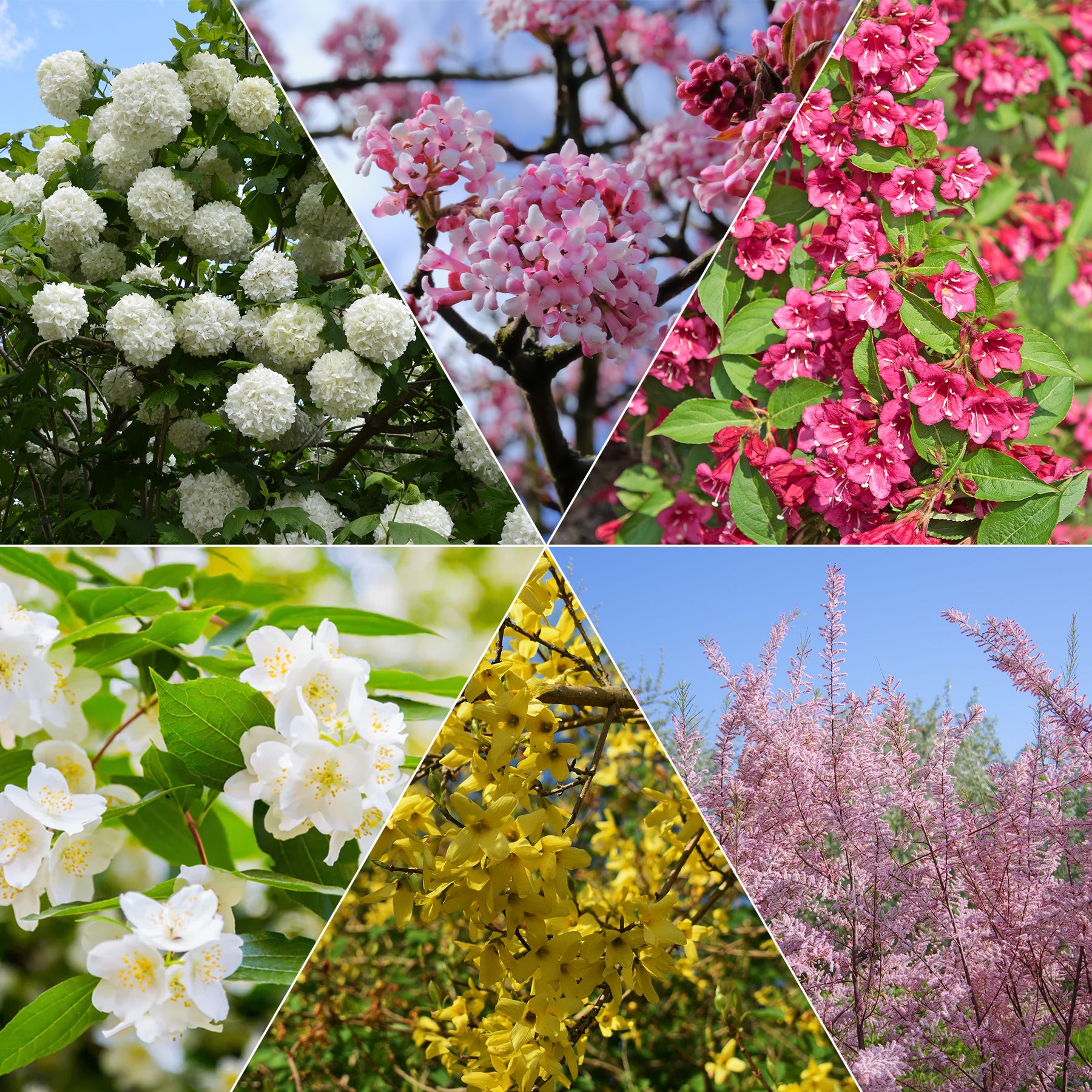 Collection Haie des quatre saisons - 6 arbustes - Viburnum opulus Roseum, Viburnum x bodnantense Dawn, Weigelia Bristol Ruby, Philadelphus virginal, Forsythia spectabilis, Tamarix ramosissima - Plantes