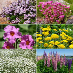 Collection variée de 12 plantes vivaces  - 2 m² - Sedum acre, Hosta, Aster, Erigeron speciosus Rosa Jewel, Delphinium, Phlox paniculata, Thymus serpyllum, Sedum spurium, Incarvillea Delavayi, Achillea , Gypsophila paniculata, Lupinus - Willemse