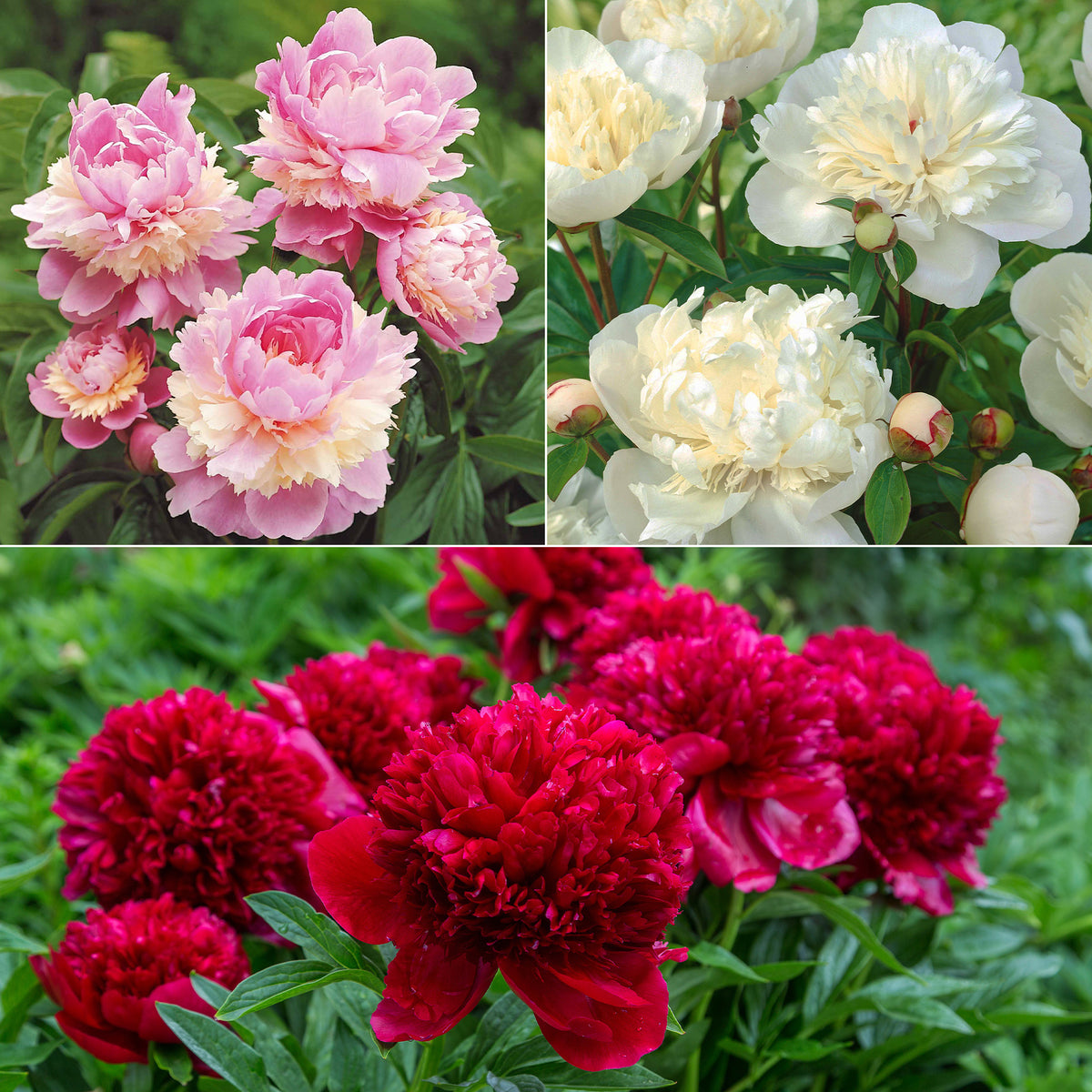 Mélange de 3 pivoines : Immaculée, Sorbet, Red Charm - Paeonia lactiflora x Sorbet, Immaculée, Red Charm - Plantes vivaces