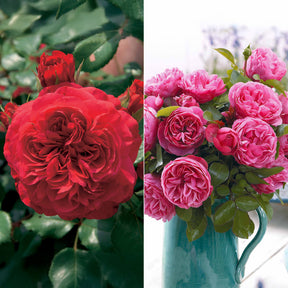 Collection de 2 Rosiers floribunda : Red Leonardo Da Vinci et Leonardo Da Vinci - Willemse