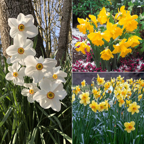 Collection de 30 Narcisses Fortune et Rijnveld Early Sensation - Willemse