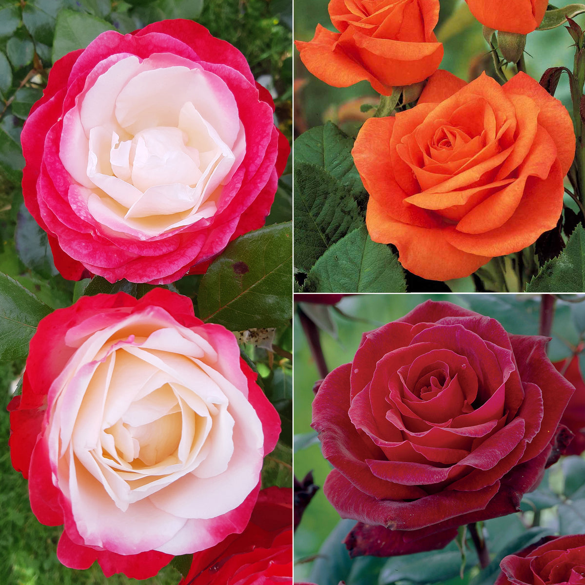 Collection de 3 Rosiers sans entretien - Rosa doris tysterman, nostalgie, barkarole - Plantes