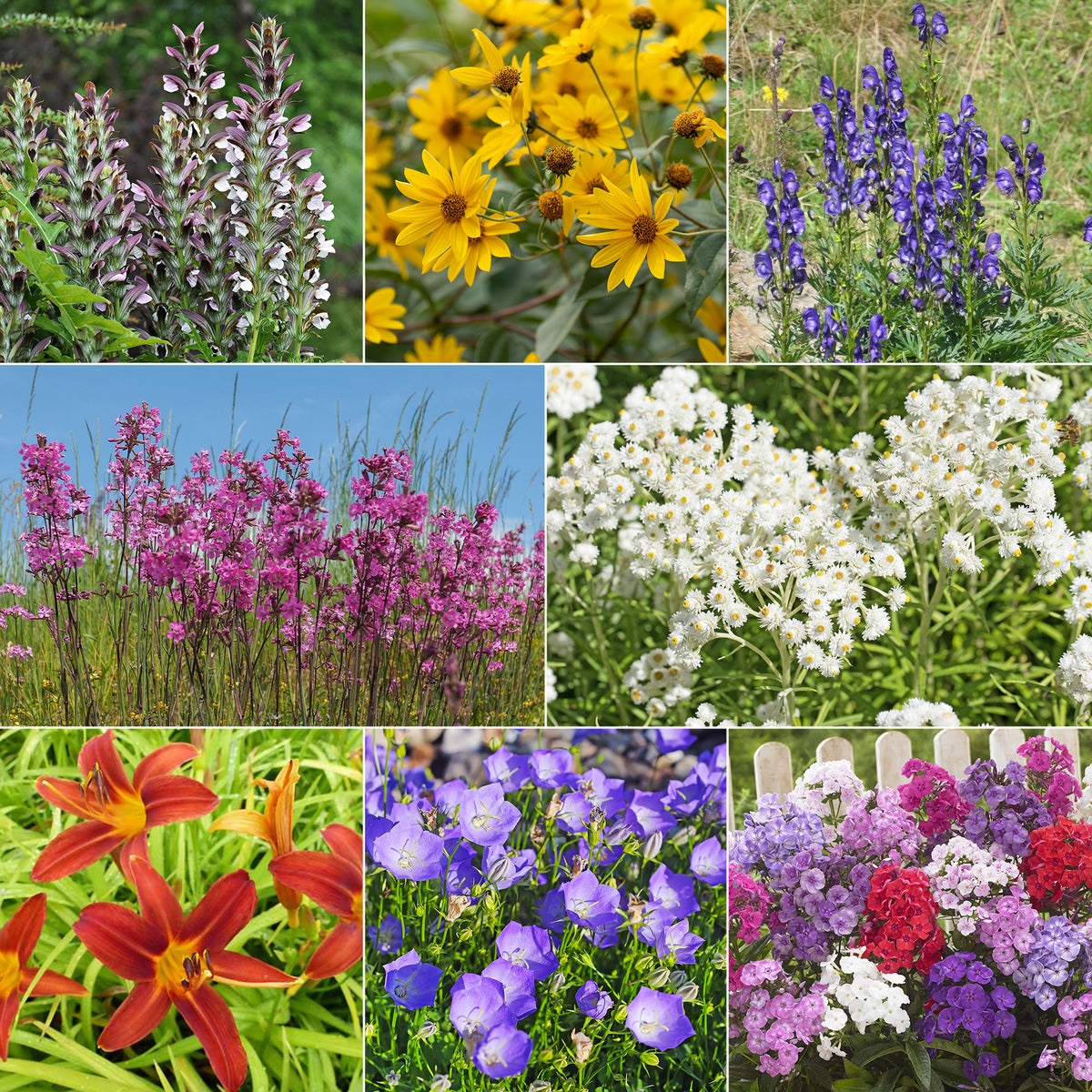 Le massif été fleuri - 18 plantes vivaces - Superficie environ 2 m² - Willemse