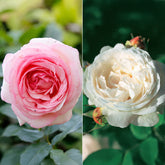 Collection de 2 Rosiers : Anglais Her's Ausgreen et Ausgreen's winne - Willemse