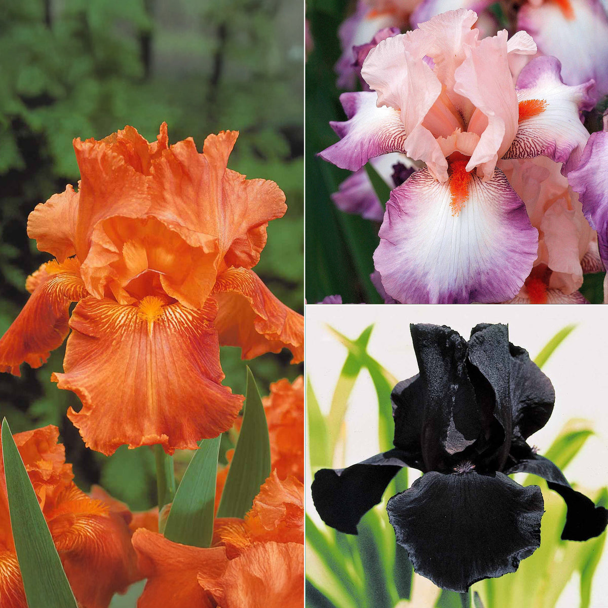 6 Iris de jardin noire, orange, rosé en mélange - 2iris profondeur de champ (depht of field) + 2 ir - Plantes vivaces