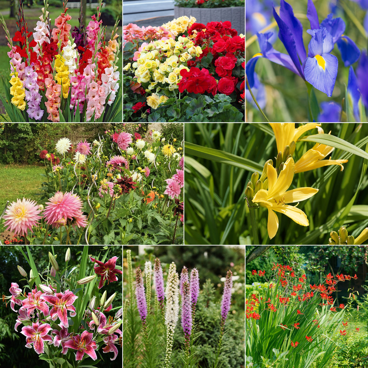 Collection Massif d'été fleuri