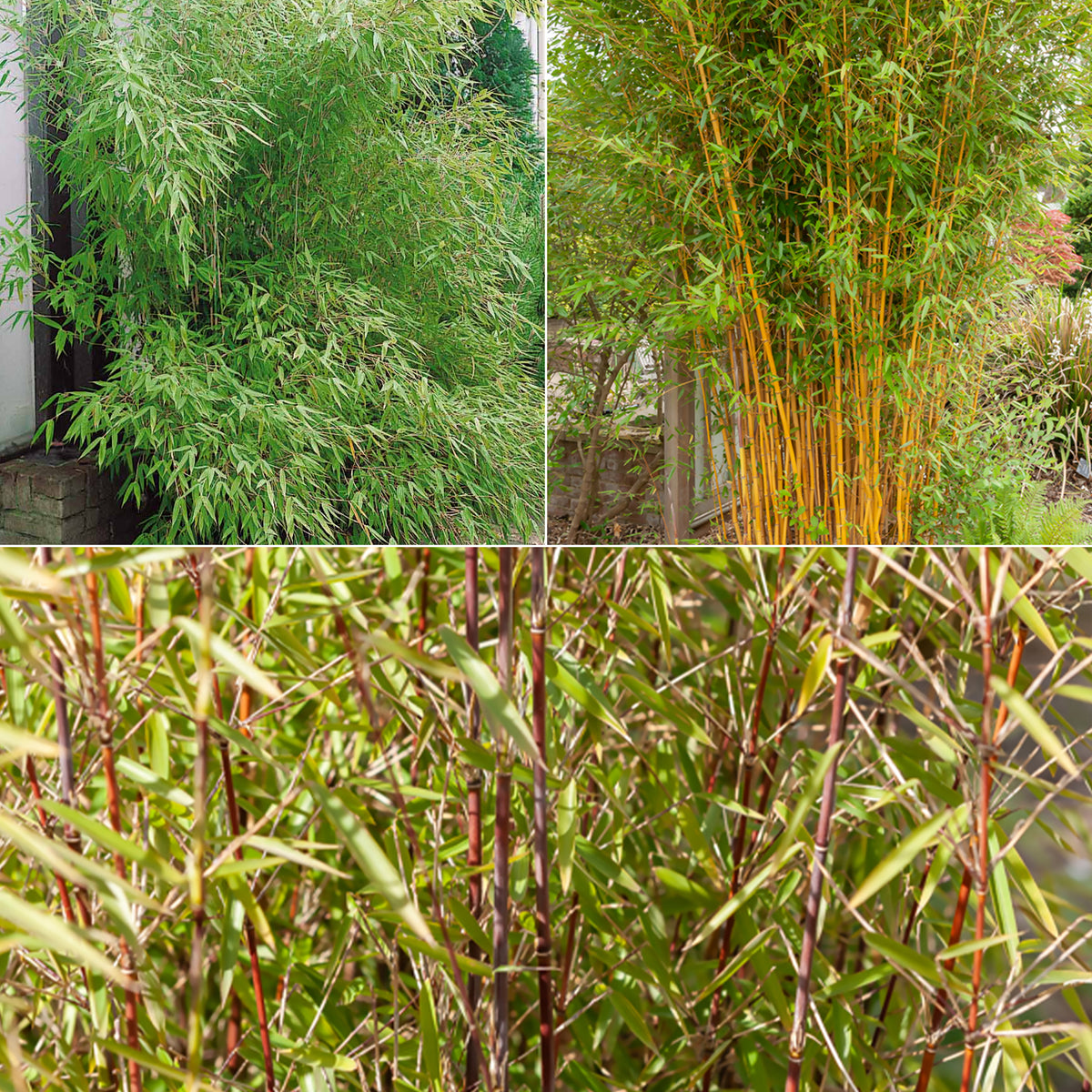 Collection de 3 Bambous traçants : vert, jaune, rouge - Willemse