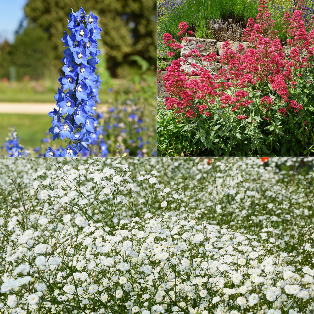 Collection de 11 plantes vivaces pour massifs champêtres - Willemse