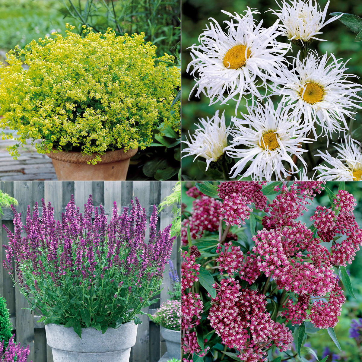 Collection de 12 plantes vivaces pour jardin coloré - Willemse