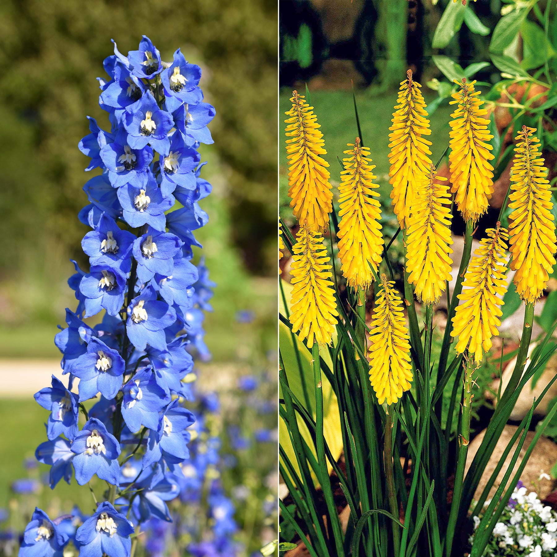 Collection de 8 delphiniums et tritomas - Willemse