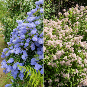 Collection de 2 Céanothes - Ceanothus impressus victoria, ceanothus x pallidus - Plantes