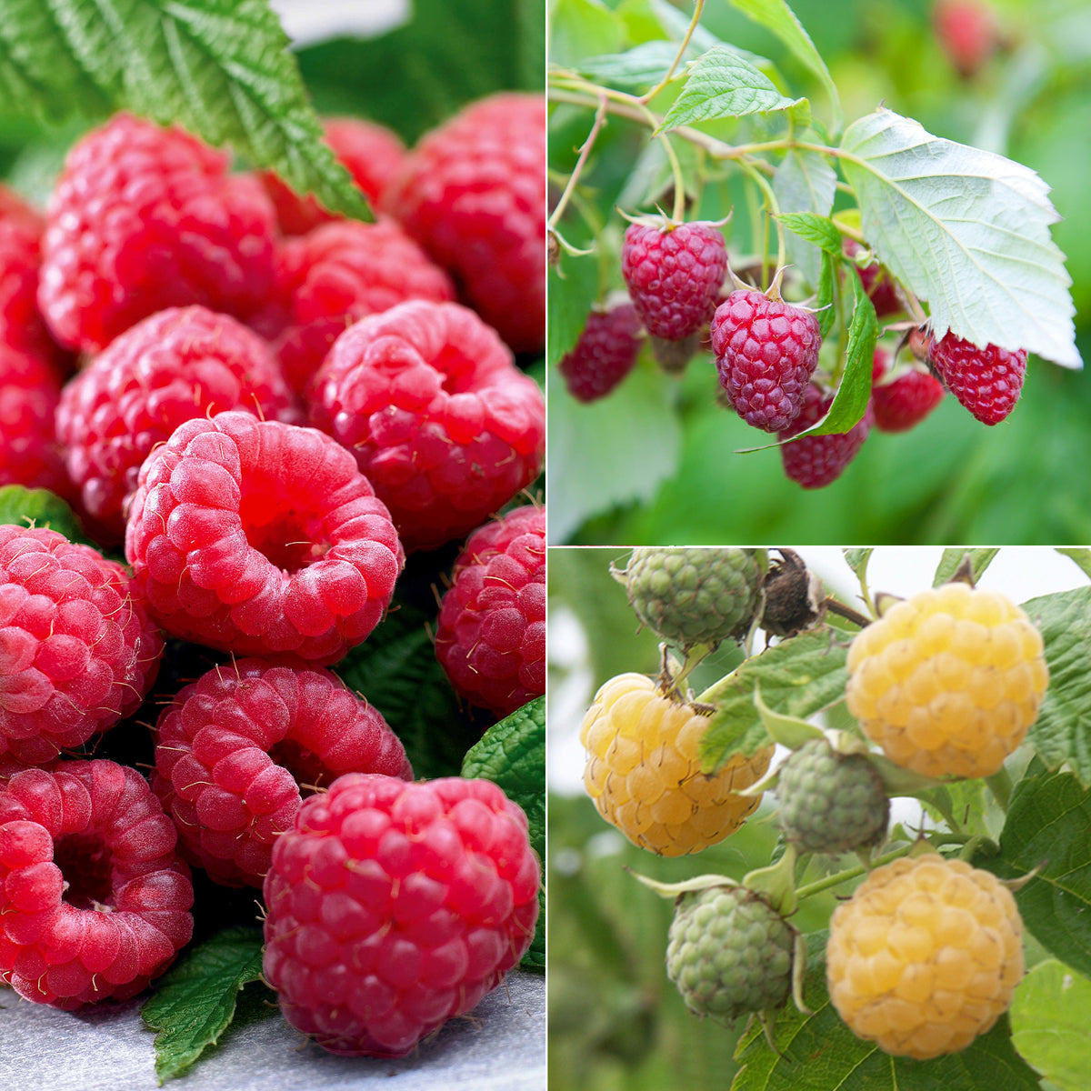 Collection de 6 Framboisiers : Sumo 2, FallGold, Marastar - Rubus idaeus marastar ®, sumo 2, fallgold - Plantes