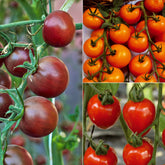 Collection de Tomates cerises - Willemse