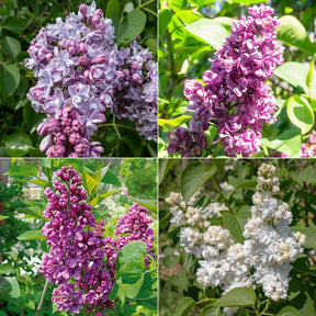 Collection de 4 Lilas doubles : bleu, rouge, lilas, blanc - Syringa vulgaris - Plantes