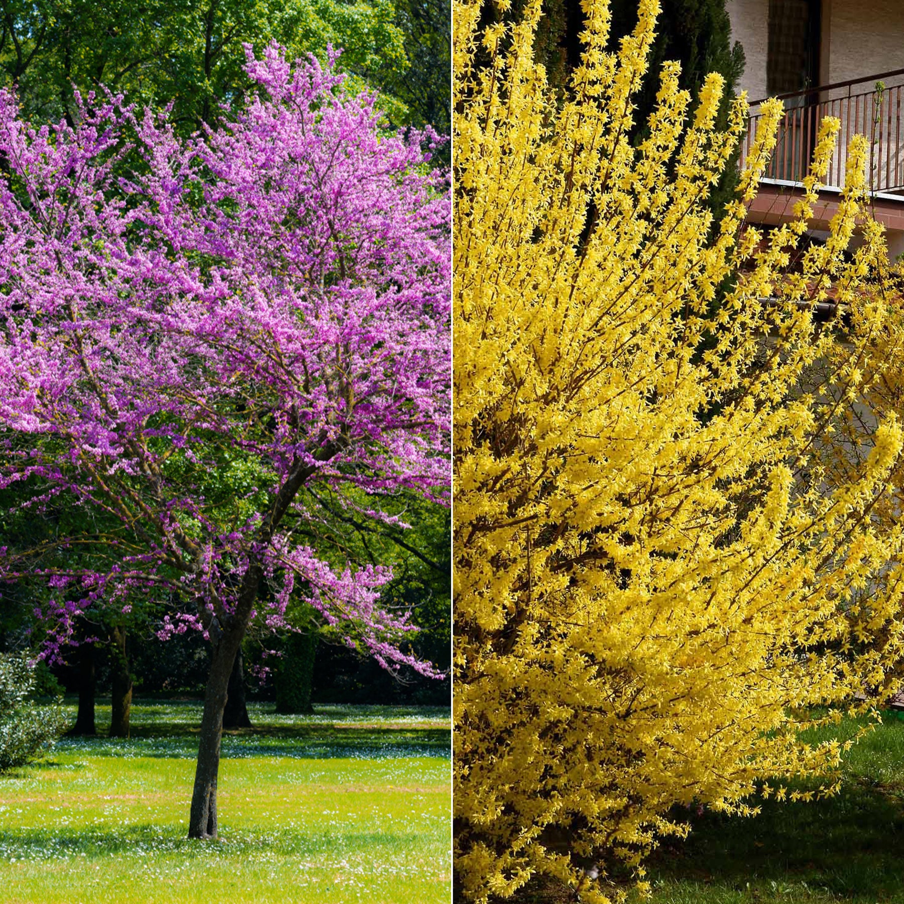 Collection de 2 arbustes : Forsythia et Arbre de Judée - Willemse