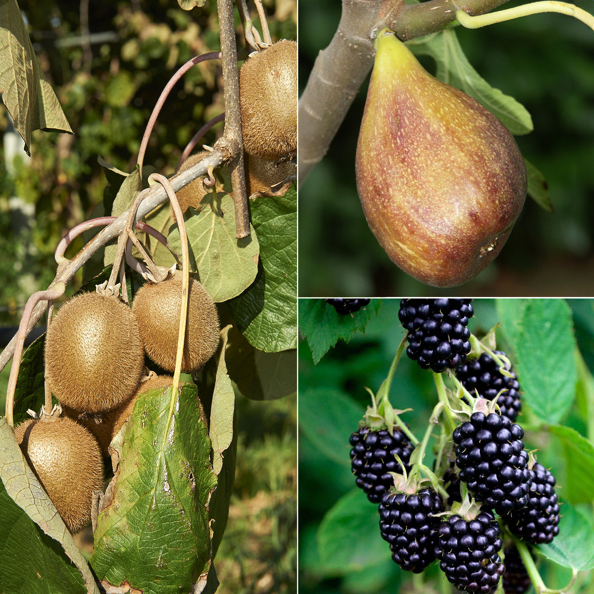 Collection de 3 fruitiers d'été : Figuier, Mûrier, Kiwi - Willemse