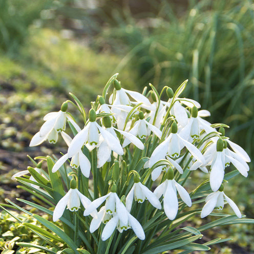 100 Bulbes de fleurs Running Wild en mélange