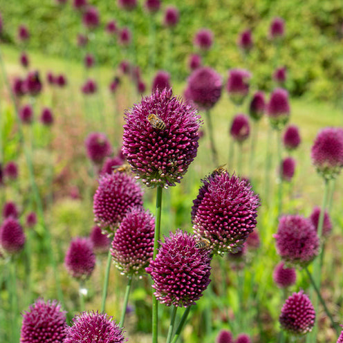 70 Bulbes de fleurs Butterfly Food en mélange