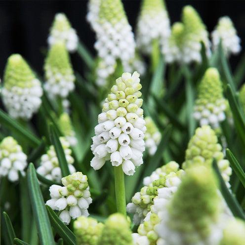 70 Bulbes de fleurs Butterfly Food en mélange