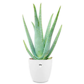 Aloe vera - Aloe vera et son cache-pot blanc ELHO - Aloe vera