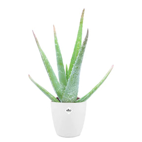 Aloe vera et son cache-pot blanc ELHO - Aloe vera - Willemse