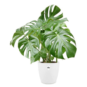 Philodendron Monstera et son cache-pot blanc ELHO - Willemse