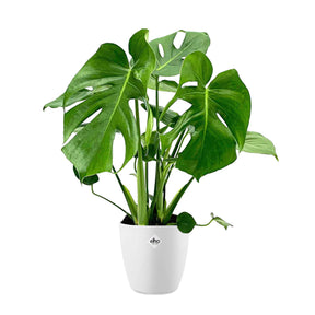 Philodendron Monstera et son cache-pot blanc ELHO - Monstera deliciosa - Willemse