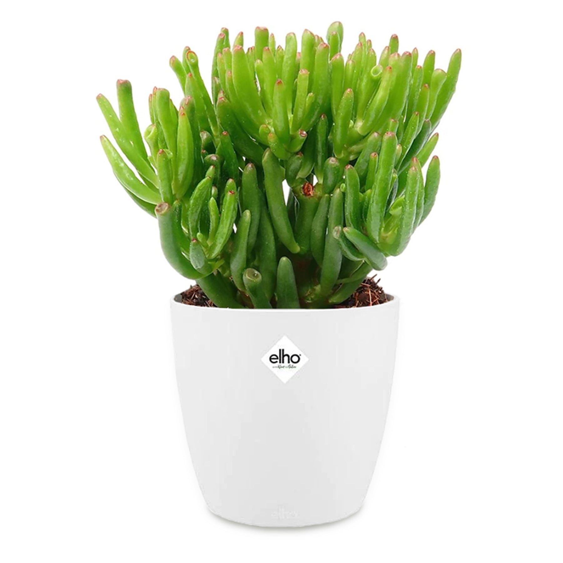 Crassula hobbit et son cache-pot blanc ELHO