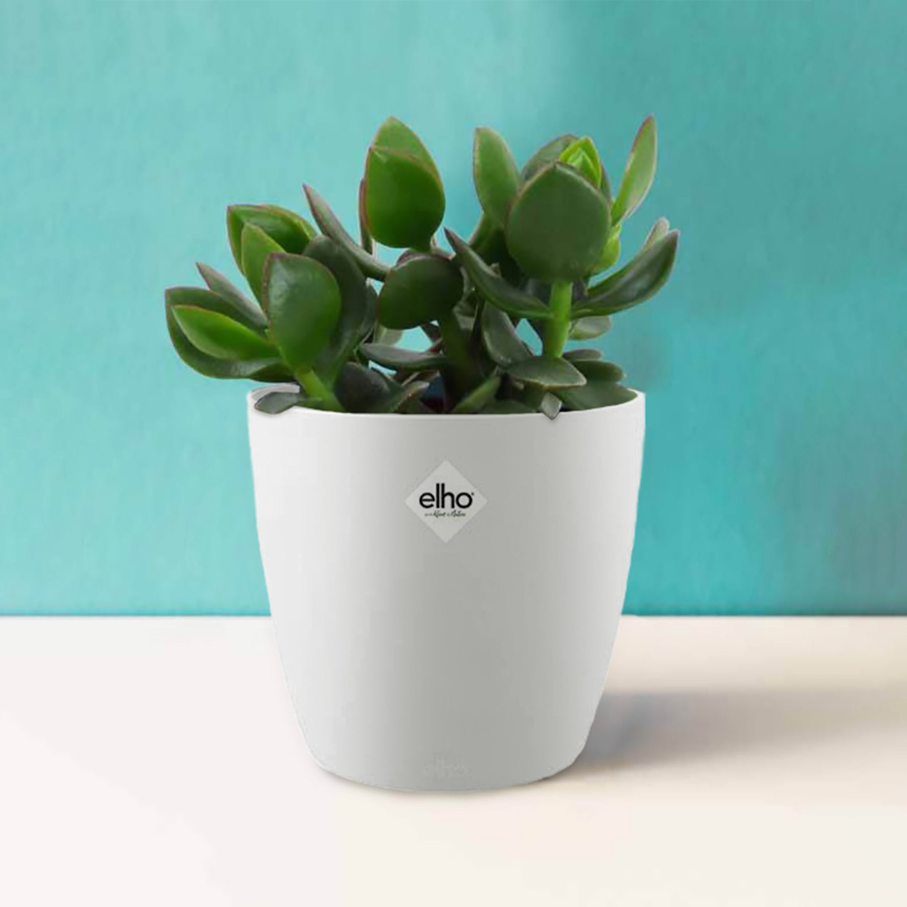 Crassula ovata argentea et son cache-pot blanc ELHO