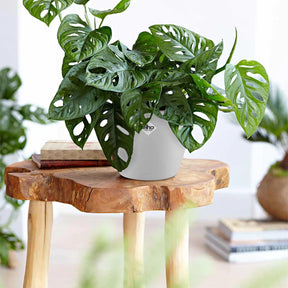 Philodendron Monstera Monkey Mask et son cache-pot blanc ELHO - Willemse