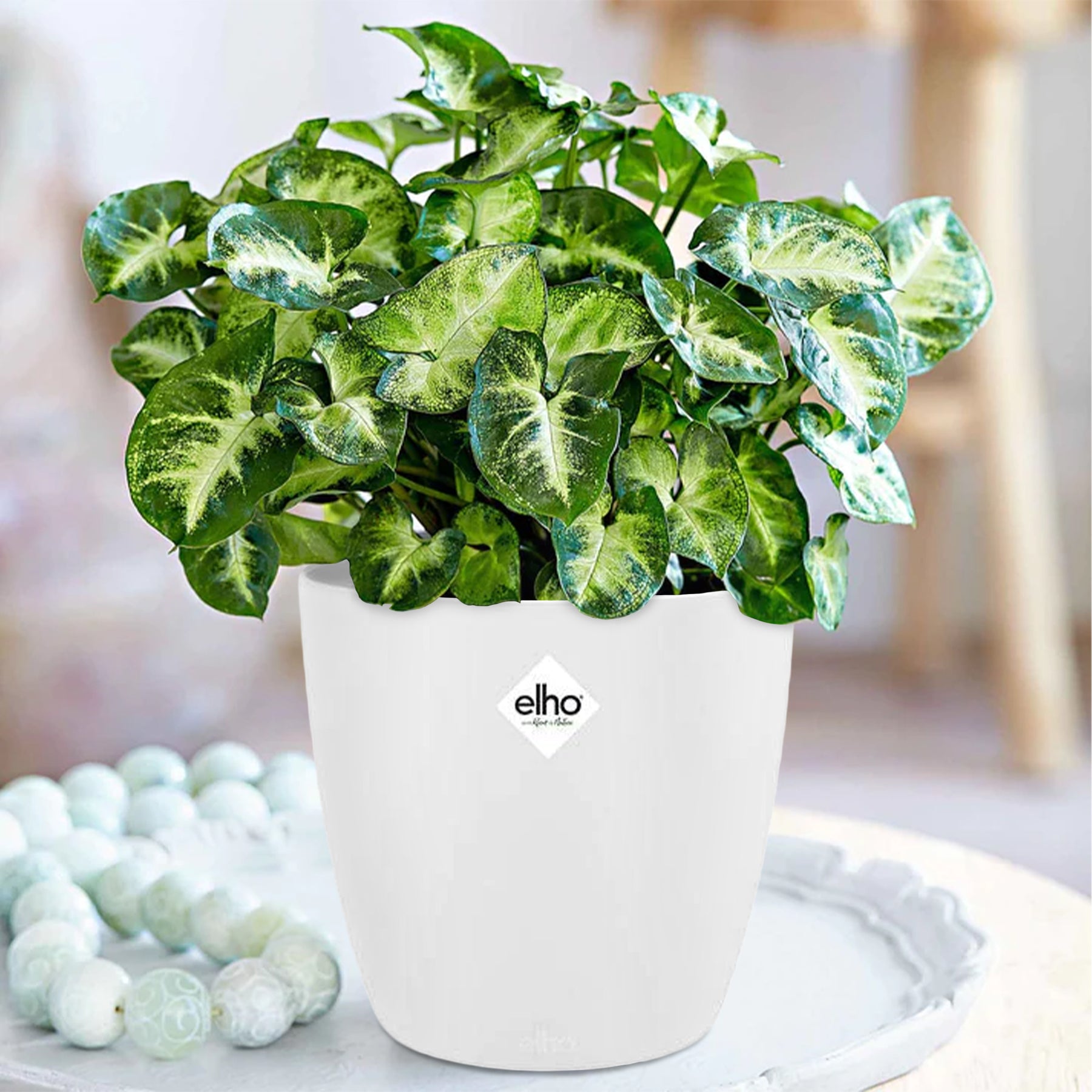 Syngonium Pixie et son cache-pot blanc ELHO