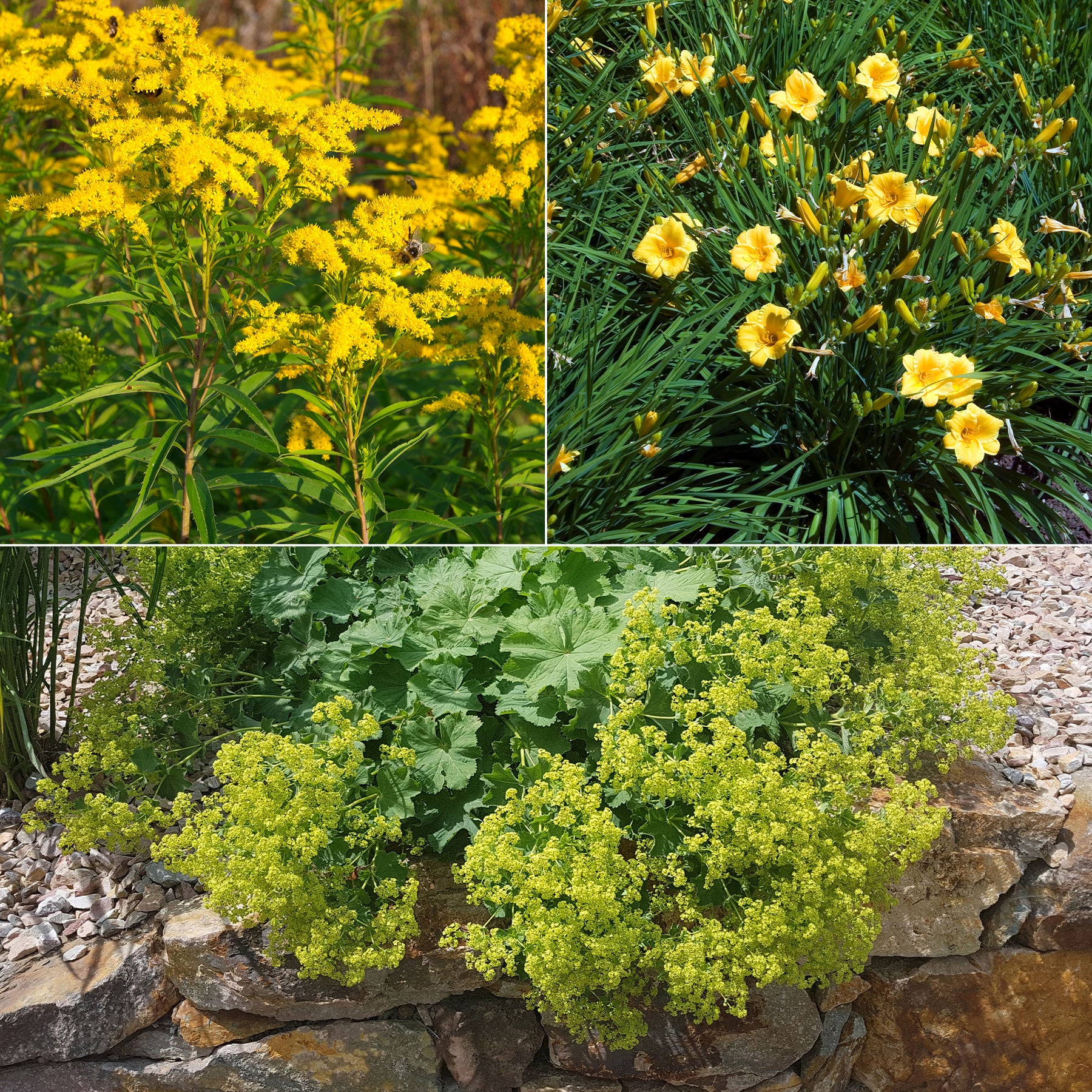 Collection de 11 plantes vivaces à floraison jaune - Solidago luteus, alchemilla mollis, hemerocallis stella de oro