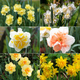 Narcisses à fleurs doubles en mélange - Willemse