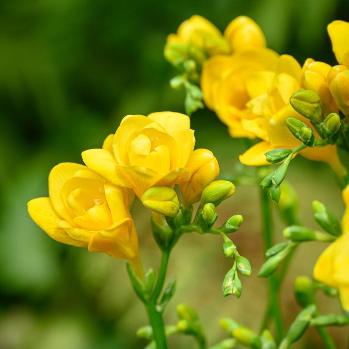 25 Freesias à fleurs doubles jaunes - Freesia Double Jaune - Willemse