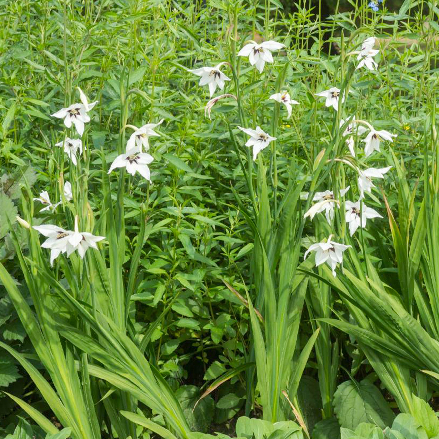 30 Glaïeuls dAbyssinie - Gladiolus callianthus - Willemse