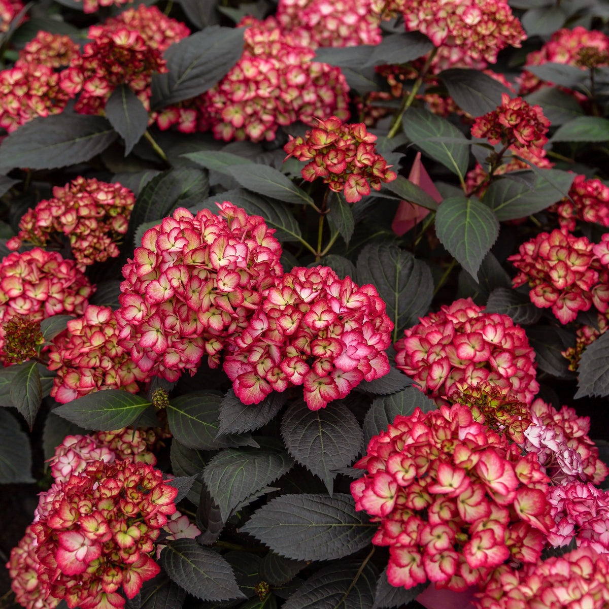 Hortensia Eclipse® 'Bailmacseven' - Willemse