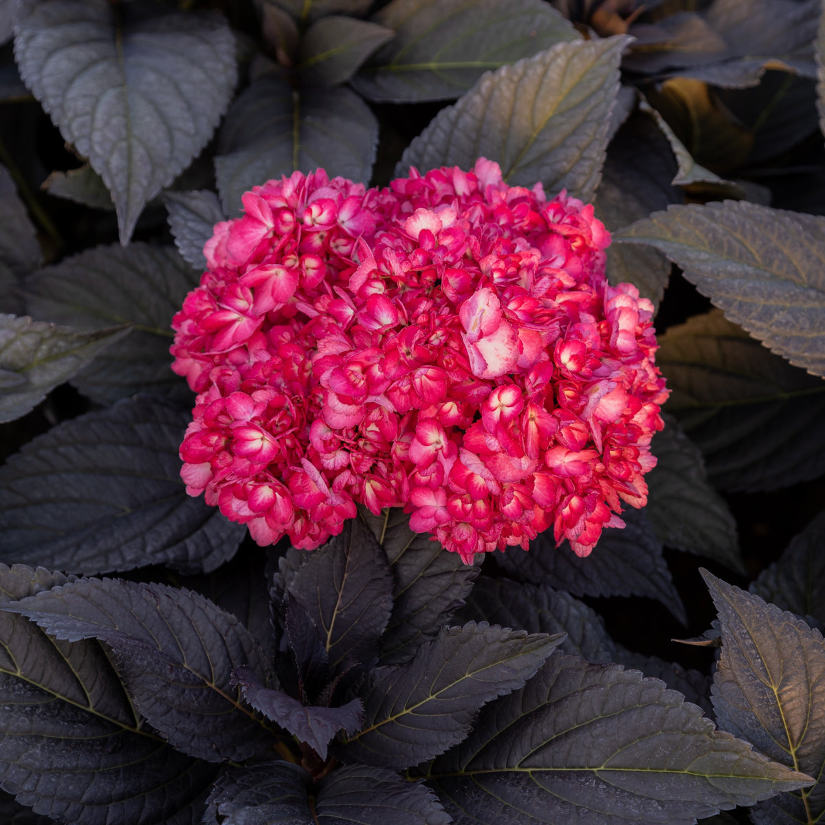 Hortensia Eclipse® 'Bailmacseven' - Hydrangea macrophylla Eclipse® ‘Bailmacseven’ - Willemse