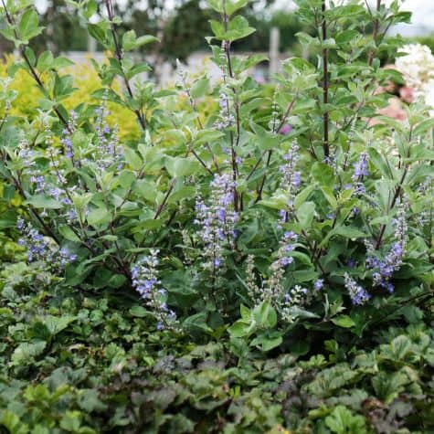 Vitex x Chicagoland Blues 'Daniel Searl' - Willemse