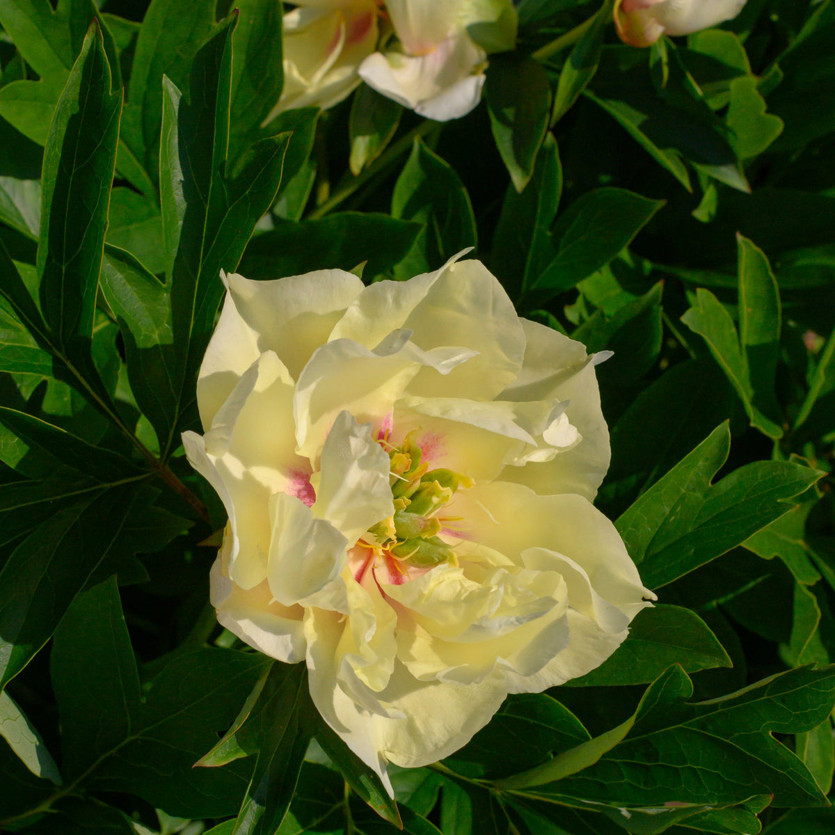 Pivoine Itoh Canary Brilliants - Willemse